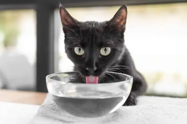 Gato negro bebe agua de un cuenco. ¿Cuánta agua bebe un gato al día? Depende de su dieta y actividad.