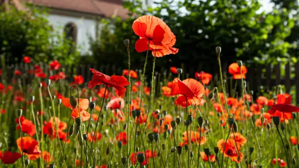 Pole pełne czerwonych maków. W tle widać budynek i zielone drzewa. Każdy poppy kwiat jest piękny.