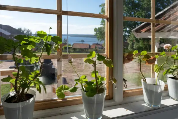 Pelargoner i fönstret på Jöns Andersgården med utsikt över sjön och röda tak.