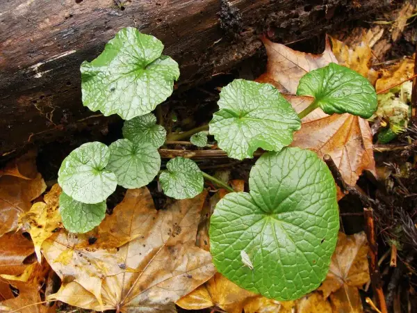 Foglie verdi e lucide di wasabi pianta crescono tra le foglie autunnali cadute su un tronco.