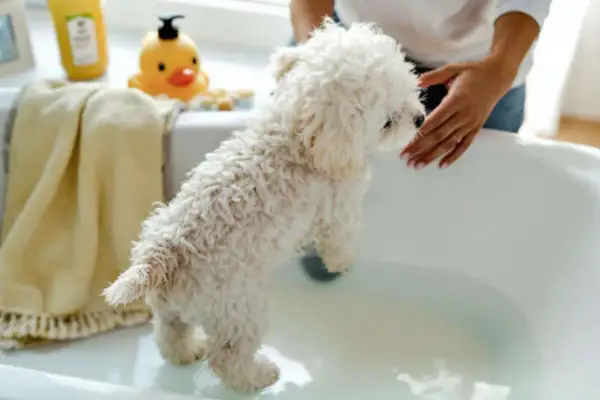 Un petit chien blanc tout frisé est sur le point de prendre son bain. Une main le caresse doucement. La douchette chien est prête pour le nettoyage.