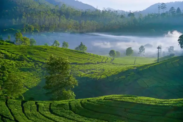 Vastes plantations de thé vert ondulantes, baignées par la lumière du matin, avec du brouillard flottant entre les collines. Un paysage idyllique pour déguster un thé taïwanais.