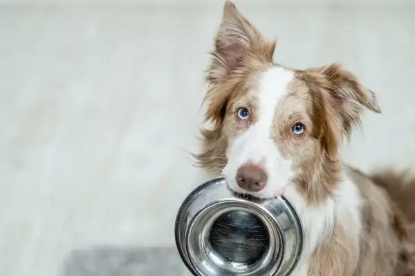 Border collie con ojos azules trae su plato de comida, listo para disfrutar.