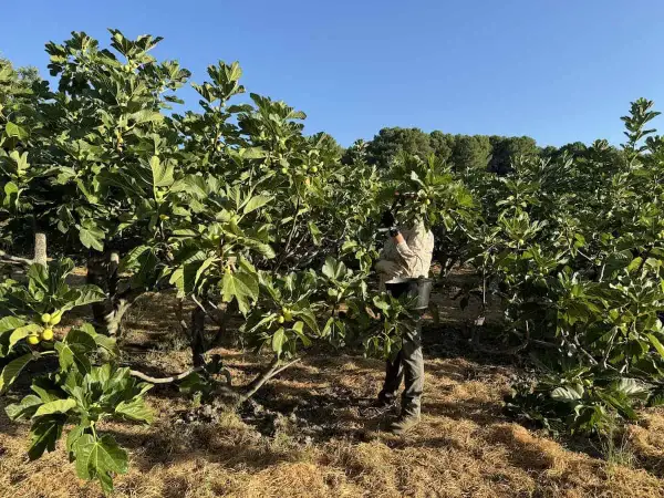 Un agricultor recolecta higos en un huerto. Así es como se hacen los higos, cosechados directamente del árbol.