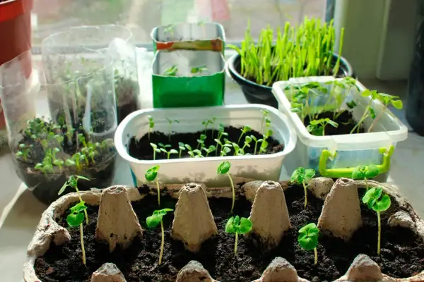 Små plantor spirar i olika behållare, redo att växa på egen jord.