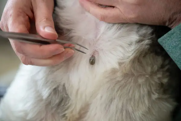 Zeckenbiss beim Hund: Wann zum Arzt? Eine Zecke wird mit einer Pinzette entfernt.