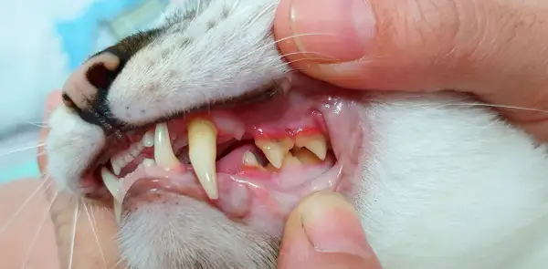 ¿Por qué a mi gato se le cae la baba? Causas y soluciones efectivas