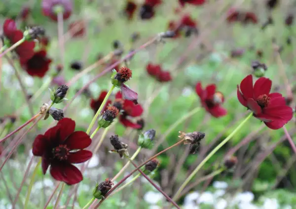 Mörkröda chokladblomma perenn blommar i en trädgård, med några blommor som börjar vissna.