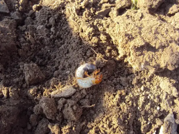 Biała, pękata larwa chrząszcza z pomarańczową głową, zwinięta w kłębek na wilgotnej ziemi.