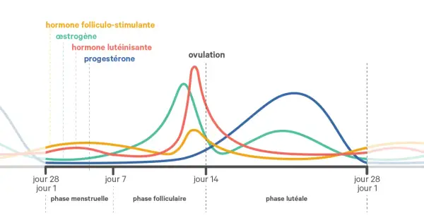 Graphique des hormones du cycle menstruel, montrant les variations de l'œstrogène, de la progestérone et d'autres hormones durant la phase lutéale.