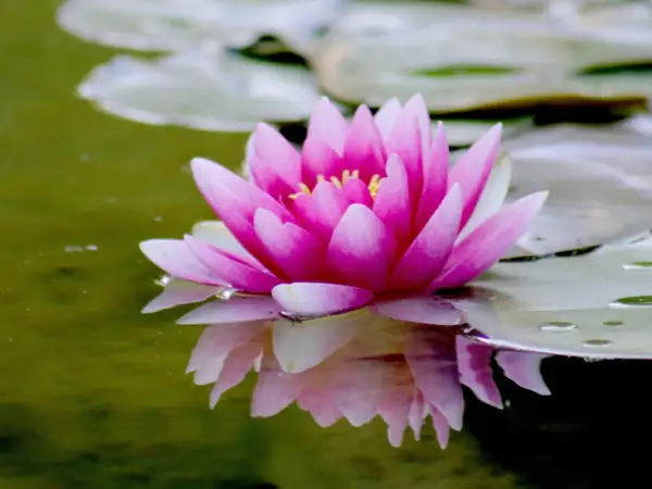 Fleur de nénuphar rose éclatante, ses pétales délicats se reflétant dans l'eau verte. Le rhizome nénuphar, caché sous la surface, nourrit cette beauté aquatique.