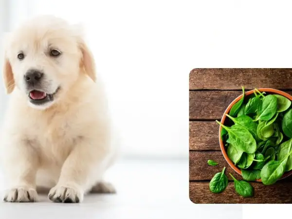 Uroczy szczeniak golden retriever obok miseczki ze świeżym szpinakiem. Czy pies może szpinak?