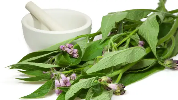 Frische Beinwell-Pflanzen mit lila Blüten und ein Mörser deuten auf die heilende Beinwell Wirkung hin.