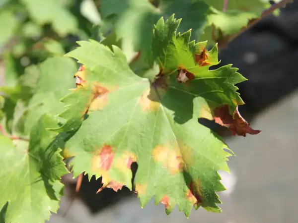 Grünes Weinblatt mit braunen Flecken, Anzeichen von falschem Mehltau.