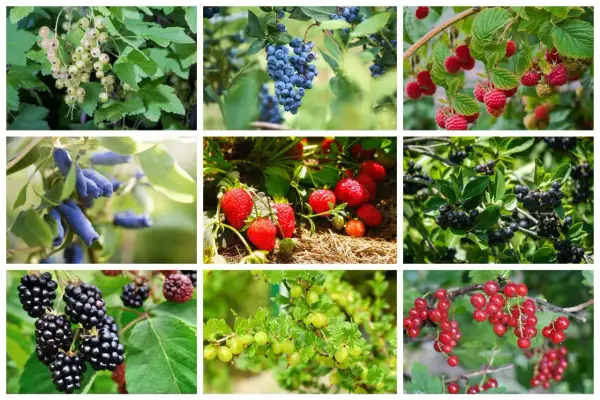 Krzewy owocowe łatwe w uprawie: białe porzeczki, borówki, maliny, jagody kamczackie, truskawki, aronia, jeżyny, agrest, czerwone porzeczki.