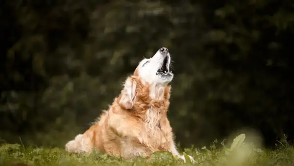 Goldener Retriever heult in der Natur. Vielleicht fragt er sich, warum heulen Hunde, oder er ruft nach seinem Rudel.