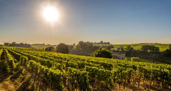 Sonnenbeschienene Weinberge in Bordeaux, ideal für eine exzellente bordeaux cuvée.