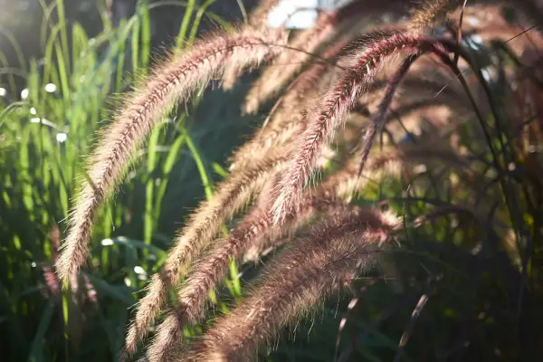 Espigas de plantas herbáceas de color rojizo y marrón, iluminadas por el sol, con tallos verdes borrosos al fondo.