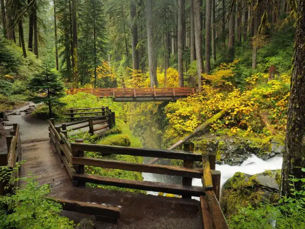 Sentier boisé avec des ponts en bois et une cascade dans le **Olympic National Park**. Les feuilles d'automne jaunes illuminent la forêt.
