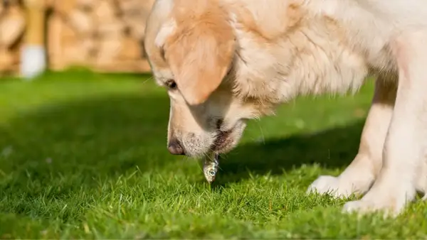 Un perro dorado prueba un pequeño pez. Los perros pueden comer merluza, y este parece disfrutarlo.