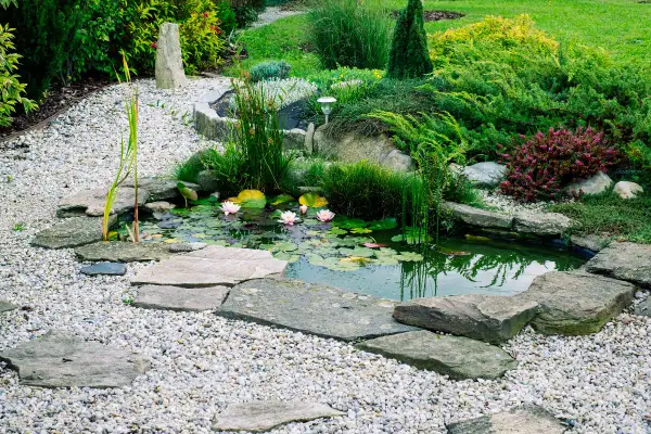 Un étang privé avec des nénuphars roses et des plantes aquatiques, entouré de gravier et de pierres. La réglementation pour une mare privée est importante pour l'écosystème.