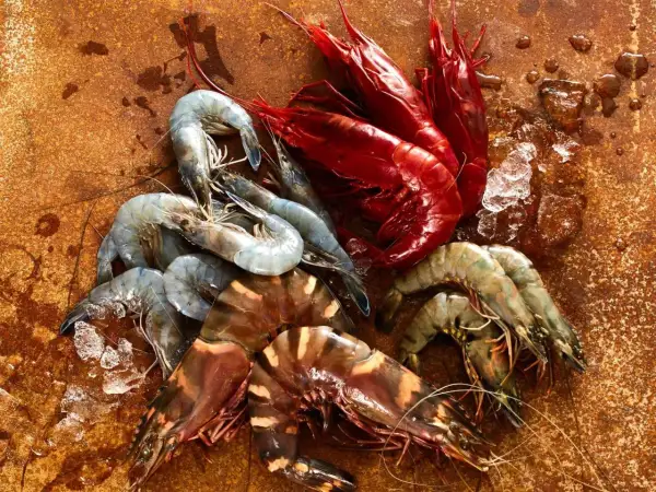 Frische Meeresfrüchte: Rote und graue Garnelen, die an die Küste Norwegens erinnern, liegen auf einem rustikalen Untergrund.