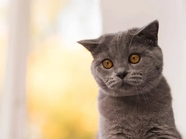 Graue Katze mit bernsteinfarbenen Augen blickt neugierig. Sie fragt sich, wie lange man 2 Katzen alleine lassen kann.