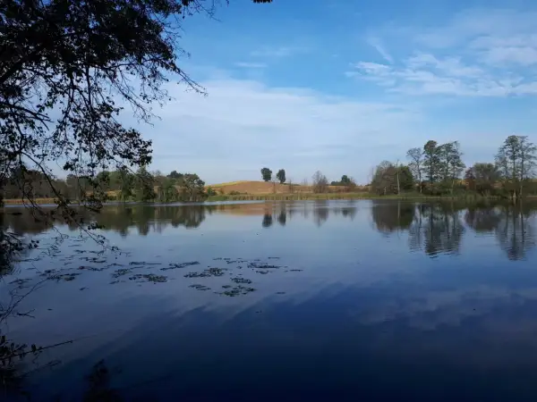 Spokojne jezioro Bachotek odbija błękitne niebo z chmurami. Na brzegu rosną drzewa i trzciny, a w oddali widać pofałdowane pola.