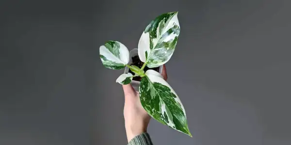 Młoda roślina philodendron white princess w przezroczystej doniczce, trzymana w dłoni. Liście o unikalnym, marmurkowym wzorze bieli i zieleni.