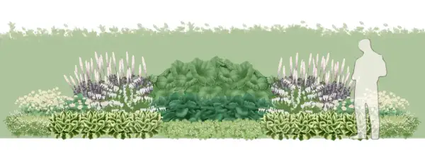 En illustration av en trädgårdsdesign med buskar som trivs i skugga, inklusive hosta, astilbe och hjärtblommor.