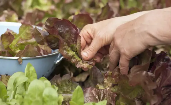 Hände ernten roten Kopfsalat. Frische Blätter landen in einem blauen Sieb, bereit für den Salat.