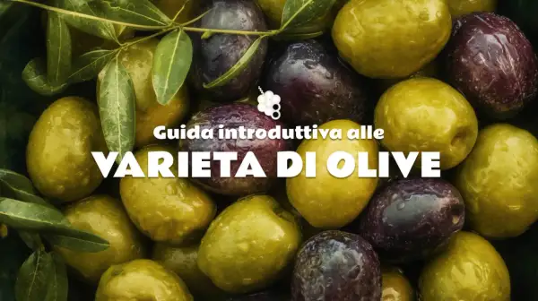 Un primo piano di olive giganti, alcune verdi e altre violacee, con gocce d'acqua. Guida alle varietà di olive.