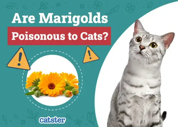 Are marigolds poisonous to cats? This image shows bright orange marigolds and a curious cat, prompting the question about their safety for felines.