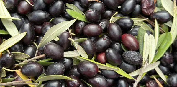 Un montón de aceitunas negras y algunas hojas verdes. Las diferencias entre oliva y aceituna son sutiles, pero aquí se aprecian las variedades maduras.