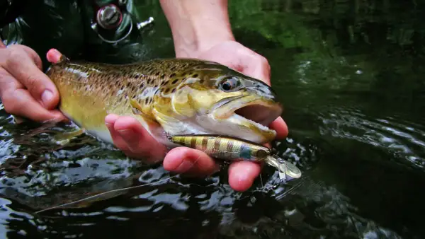 Erfolgreiches Angeln an der Lahn: Ein Angler hält einen frisch gefangenen Fisch und den Köder in seinen Händen.