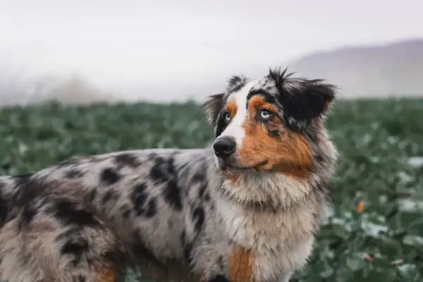 Ein wunderschöner Husky Australian Shepherd Mix mit strahlend blauen Augen steht auf einem Feld. Sein Fell ist marmoriert und seine Ohren sind aufmerksam aufgestellt.