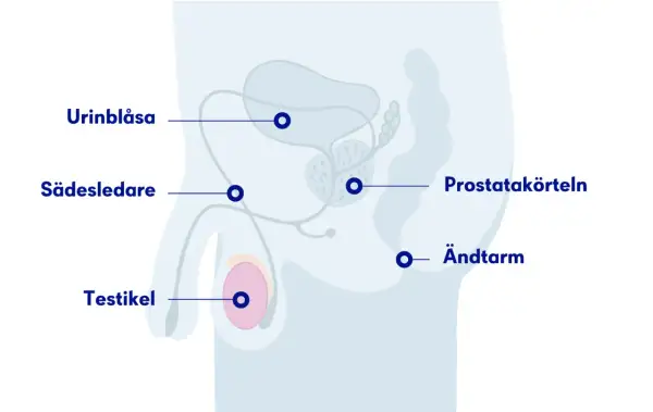 Anatomisk illustration visar urinblåsa, sädesledare, testikel, prostatakörteln och ändtarm. Kan vara relevant vid ont i pungen och ljumsken.