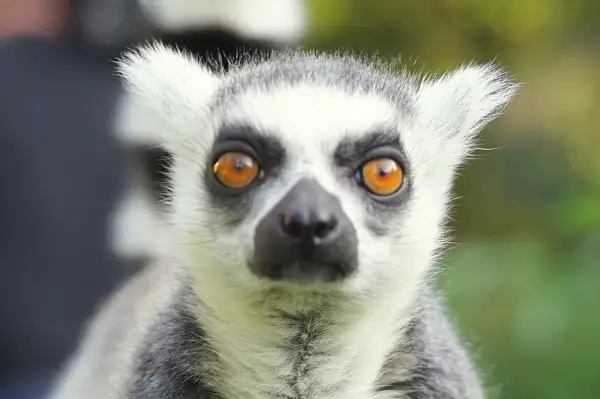 Lemur z wielkimi, bursztynowymi oczami, jeden z wielu ciekawych gatunków, jakie zwierzęta są w zoo we Wrocławiu.