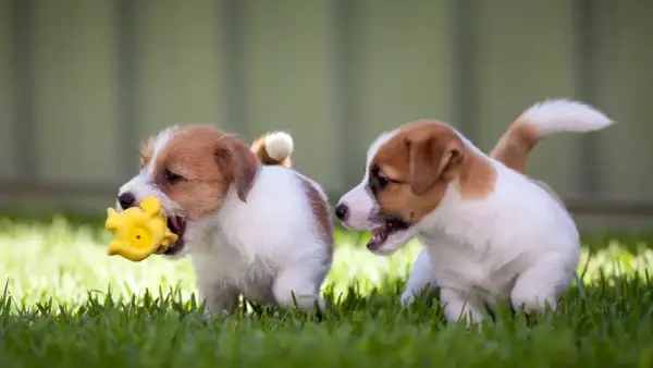 Due cuccioli di Jack Russell Terrier giocano sull'erba. Il loro vivace jack russell terrier temperamento è evidente mentre uno morde un giocattolo giallo.