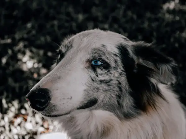 Ein Hund mit auffallend blauen Augen und nach hinten gelegten Ohren blickt nach links.