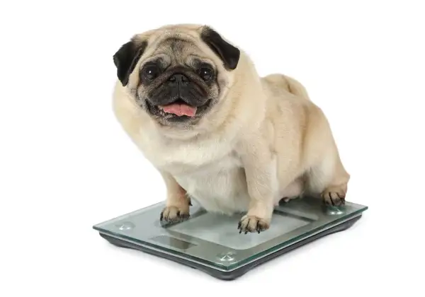 Un pug con sobrepeso, con la lengua fuera, se sienta en una báscula digital.