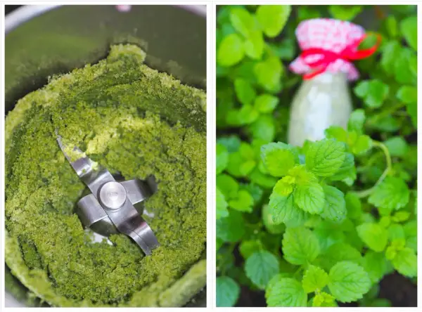 Grüner Brei im Mixer und ein Glas mit roter Schleife inmitten von Zitronenmelisse. Ideen für Rezepte mit Zitronenmelisse.
