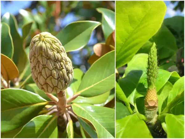 Dwa zbliżenia na zielone, szyszkowate owoce magnolii. Na lewym zdjęciu widać dojrzały owoc, a na prawym młody, rozwijający się. Owoce magnolii jadalne są rzadkością.