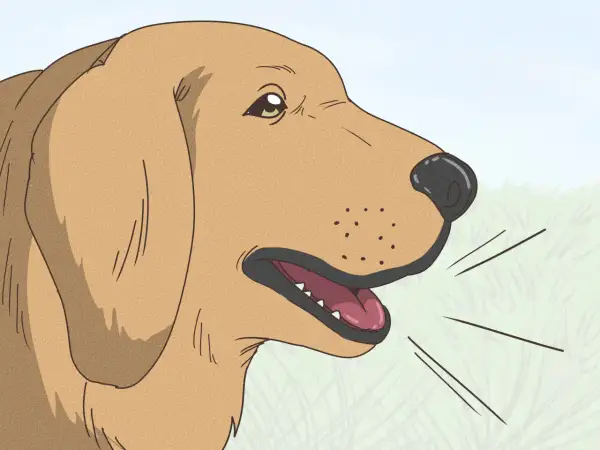 Un perro marrón con la boca abierta, quizás explicando porque suspiran los perros.