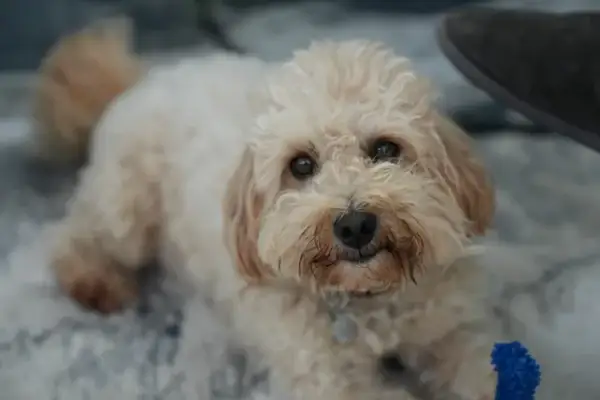 Maltipoo włosy czy sierść – poznaj prawdę o ich pielęgnacji