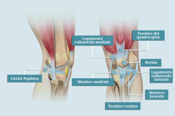 Illustrazione anatomica del ginocchio che evidenzia i legamenti ginocchio infiammati, menischi, rotula e tendini.