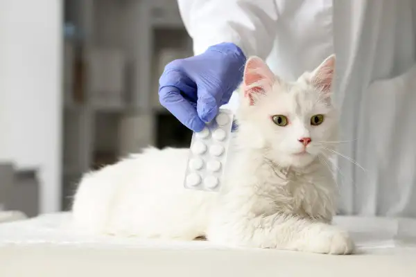 Veterinario presenta pastillas de ibuprofeno para gatos.