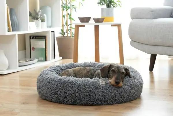Un chien se repose paisiblement sur un tapis chien orthopédique moelleux et gris, dans un salon lumineux.