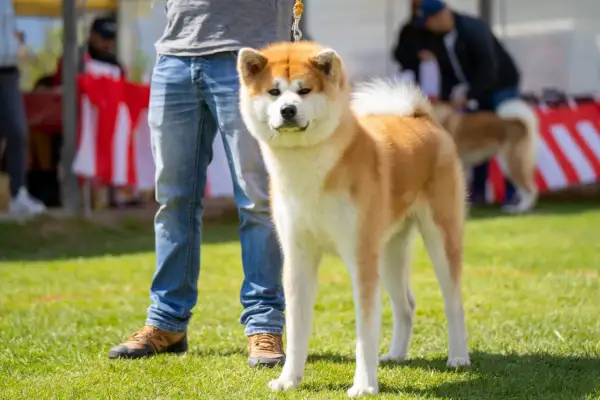 Un majestuoso perro japonés Akita, con su pelaje rojizo y blanco, posa orgulloso junto a su dueño en un día soleado.