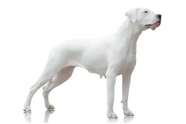 Ein stolzer, weißer Dogo Argentino, ein beeindruckender argentino hund, steht aufmerksam da.